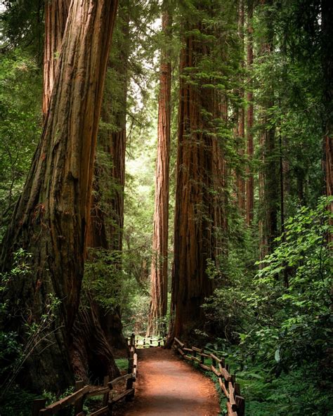 The redwood - Like Redwood National Park, this state park is known for its redwoods, but with additional views of the Pacific coast. Julia Pfeiffer Burns State Park is home to 300-foot coastal redwood trees that are almost 2,500 years old. Apart from redwoods, other trees can be found including blue gum eucalyptus, …